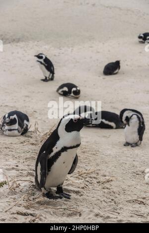 Penguins at Boulders Beach in Simon's Town, Cape Town, South Africa. Colony of Spectacled Penguins. Stock Photo