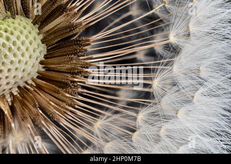 Dandelion flower head with few white seeds, closeup micro detail on black background, image width 23mm. Stock Photo
