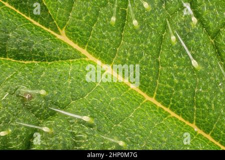 Trichome hi-res stock photography and images - Alamy