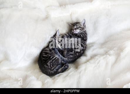 Two cute sleeping tabby kittens on soft fur blanket. Stock Photo
