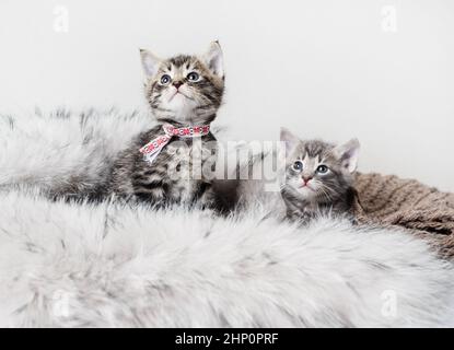 Two cute tabby kittens on fur blanket. Selective focus. Stock Photo