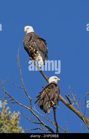Two bald eagles are perched on barren branches against a blue sky in north Idaho. Stock Photo