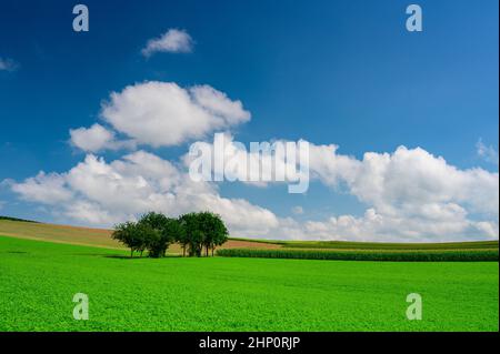 A lush green meadow in summer with a few trees, a deep blue sky and a few cumulus clouds. Stock Photo
