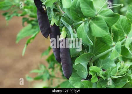 Seed pods of garden peas ,Pisum sativum. Purple Snow Peas. Fresh peas in purple pod hanging on branches in garden. Natural gardening background. Unusu Stock Photo