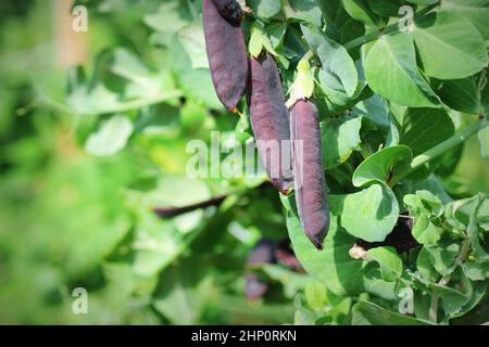 Seed pods of garden peas ,Pisum sativum. Purple Snow Peas. Fresh peas in purple pod hanging on branches in garden. Natural gardening background. Unusu Stock Photo