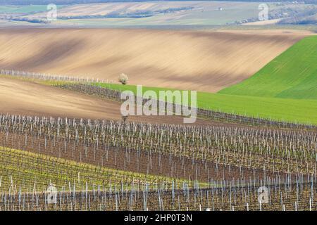 spring vineyard near Velke Bilovice, Southern Moravia Stock Photo