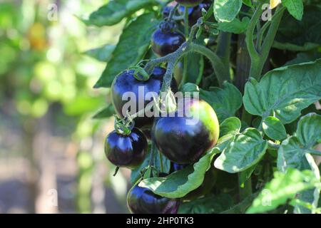 Black tomatoes on a branch in the garden. Indigo rose tomato . Stock Photo