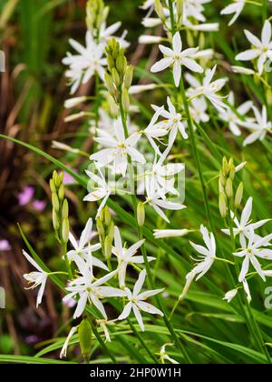 White, early summer flowers of St Bernard's Lily, Anthericum liliago 'Major' Stock Photo