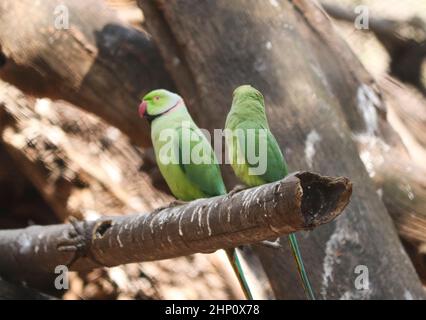 green parrot sit in the tree. with blur background Stock Photo