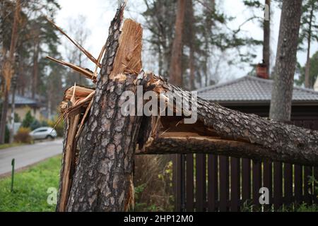 huge pine tree is broken by the storm wind, broke the fence of the house Stock Photo