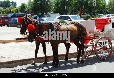 Couple of beautiful well-groomed horses in a harness, harnessed to a carriage to carry tourists Stock Photo