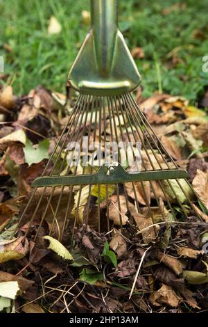 Cleaning of dry leaves in garden, metal new rakes, close-up, on green backgroung Stock Photo