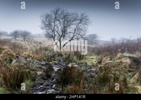 A lone tree growing on the misty bleak Bodmin Moor in Cornwall. Stock Photo
