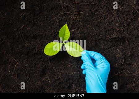 Hand of researcher woman wear rubber gloves touching green leaves after the plant on fertile black soil, Concept of Save World, Earth day and Hands ec Stock Photo
