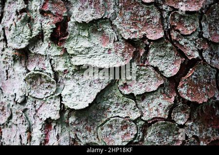Pine tree bark texture and background, close up view of natural and organic pine bark pattern. Stock Photo