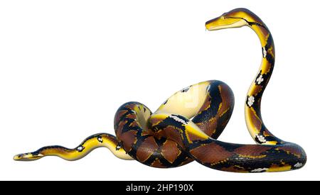 3D rendering of a Reticulated python or Python reticulatus, a species of python found in Southeast Asia Stock Photo