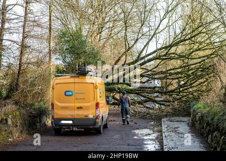 Dunmanway. West Cork, Ireland. 18th Feb, 2022. A tree fell down near Dunmanway Hospital during Storm Eunice today., completely blocking the road. The ESB arrived at the scene to deal with the fallen electric cables. Credit: AG News/Alamy Live News Stock Photo