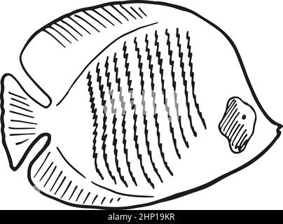 Fish sketch. Flat flounder in hand drawn style Stock Vector
