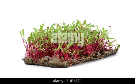 fresh beet sprouts isolated on white background. Microgreen for salad, juice. Detox Stock Photo