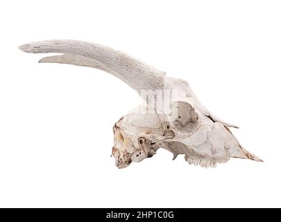 ?lean male goat skull farm animal with horns and teeth in profile isolated on white Stock Photo