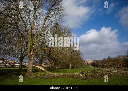 Windsor, UK. 18th February, 2022. Storm Eunice has brought down large sections of the iconic horse chestnut trees lining the Long Walk in front of Windsor Castle. Credit: Mark Kerrison/17�Թ����� Live News Stock Photo