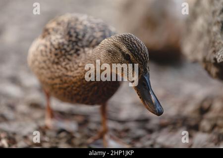 Close up of a female mallard duck standing on rocks. Anas platyrhynchos. Stock Photo