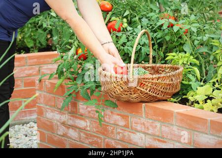 Gardener picking vegetables .Raised beds gardening in an urban garden growing plants herbs spices berries and vegetables . Stock Photo