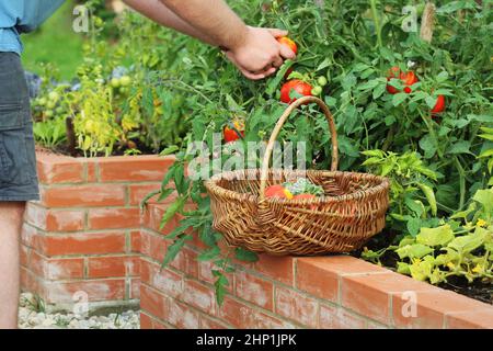 Gardener picking vegetables .Raised beds gardening in an urban garden growing plants herbs spices berries and vegetables . Stock Photo