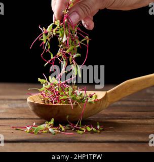 fresh beet sprouts in a wooden spoon on the table and a female hand. Microgreen for salad, detox Stock Photo