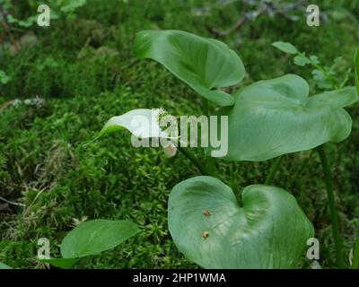 flower marsh calla close to, aquatic plant Stock Photo