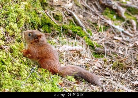 Young Red Squirrel Stock Photo