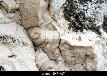 Fossil ammonites and  shells  in a natural limestone slab - selective focus Stock Photo