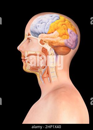 Brain and spinal cord anatomy - cross section, black background, 3d render, illustration Stock Photo