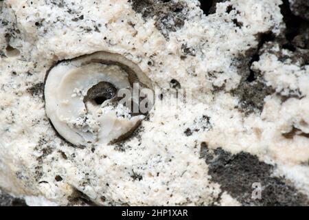 Fossil ammonites and  shells  in a natural limestone slab - selective focus Stock Photo