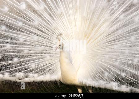 white indian peacock (Pavo cristatus) presenting his tail feathers Stock Photo