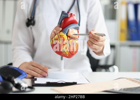 The doctor shows a plastic model to the ventricle heart, a blurry Stock Photo