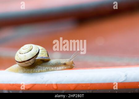 A snail on a tiled terrace with a garden hose Stock Photo