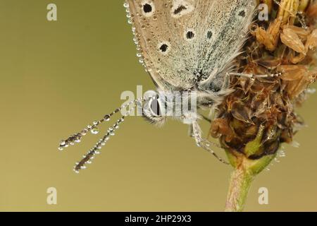 Closeup on a cute Icarus blue butterfly , Polyommates icarus, with waterdrops  in the morning Stock Photo