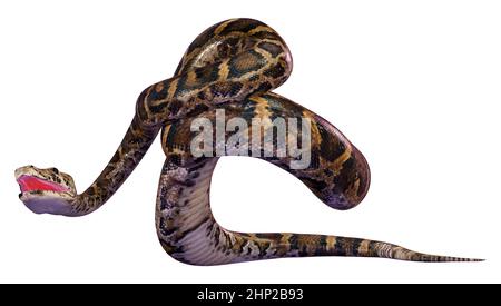 3D Rendering Of A Burmese Python Or Python Bivittatus, One Of The ...