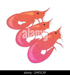 Realistic fresh shrimp on white background - Vector illustration Stock Photo