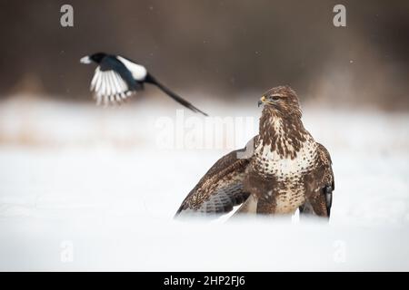 Common buzzard, buteo buteo, and eurasian magpie, pica pica, on white glade. Bird of prey looking on flying songbird in snowy field. Brown predator st Stock Photo