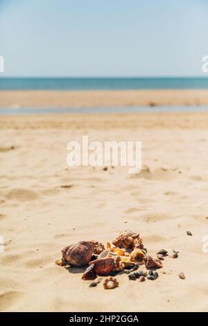 Many Different Seashells Lie on the Sea Beach. Nature Decorations. Stock Photo