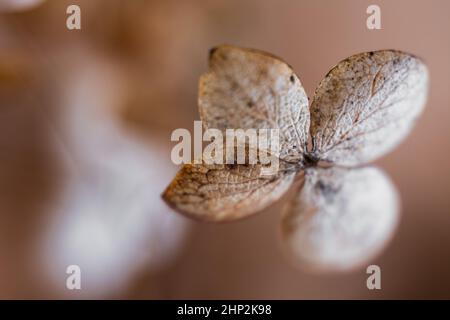 Withered hydrangea paniculata flowers closeup over brown blur background. Macro photo of dried Hortensia flowers. Stock Photo
