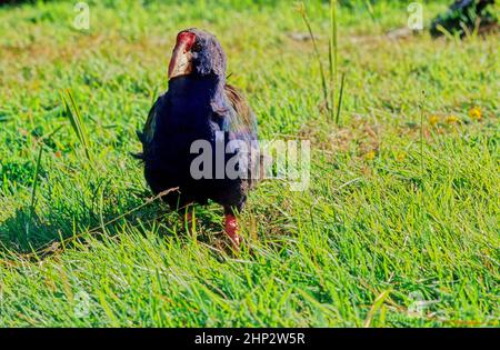 The takahē Porphyrio hochstetteri, also known as the South Island takahē or notornis, is a flightless bird indigenous to New Zealand, and the largest Stock Photo