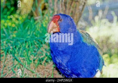 The takahē Porphyrio hochstetteri, also known as the South Island takahē or notornis, is a flightless bird indigenous to New Zealand, and the largest Stock Photo