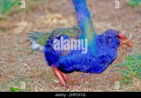 The takahē Porphyrio hochstetteri, also known as the South Island takahē or notornis, is a flightless bird indigenous to New Zealand, and the largest Stock Photo