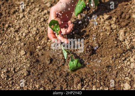 Young woman hand holding seedling plant just planted into the ground, water drops falling on it. Stock Photo