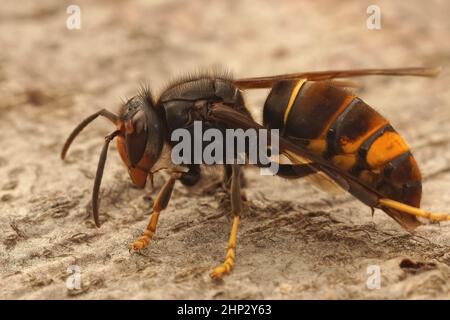 Closeup on a worker Asian long legged predatory hornet, Vespa velutina sitting on a piece of wood Stock Photo