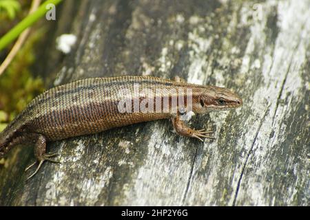 Closeup on a gravid female European live-bearing lizard, Zootoca vivipare, sitting on wood