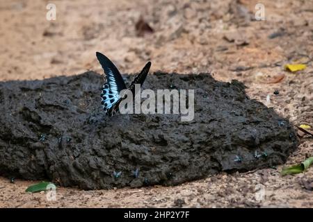 Blue Mormon Butterfly (Papilio polymnestor) on Dung Stock Photo